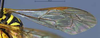 Media type: image;   Entomology 13756 Aspect: Wing front